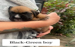 Boxer dogs for sale: Bunch of Boxer Babies - Image 20