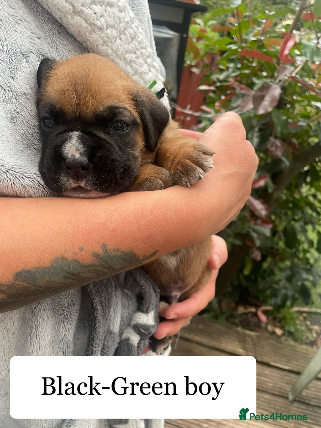 Boxer dogs for sale: Bunch of Boxer Babies - Image 20