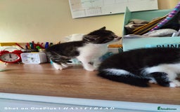 Turkish Angora cats for sale: REDUCED!!! Turkish Angora kittens for sale - Image 6