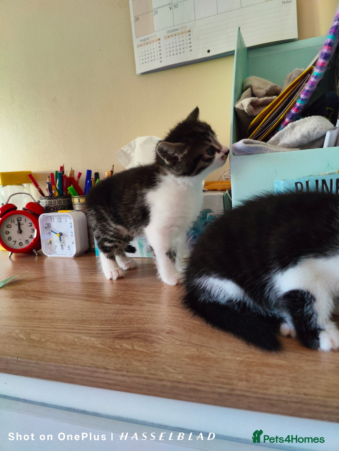Turkish Angora cats for sale: REDUCED!!! Turkish Angora kittens for sale - Image 6