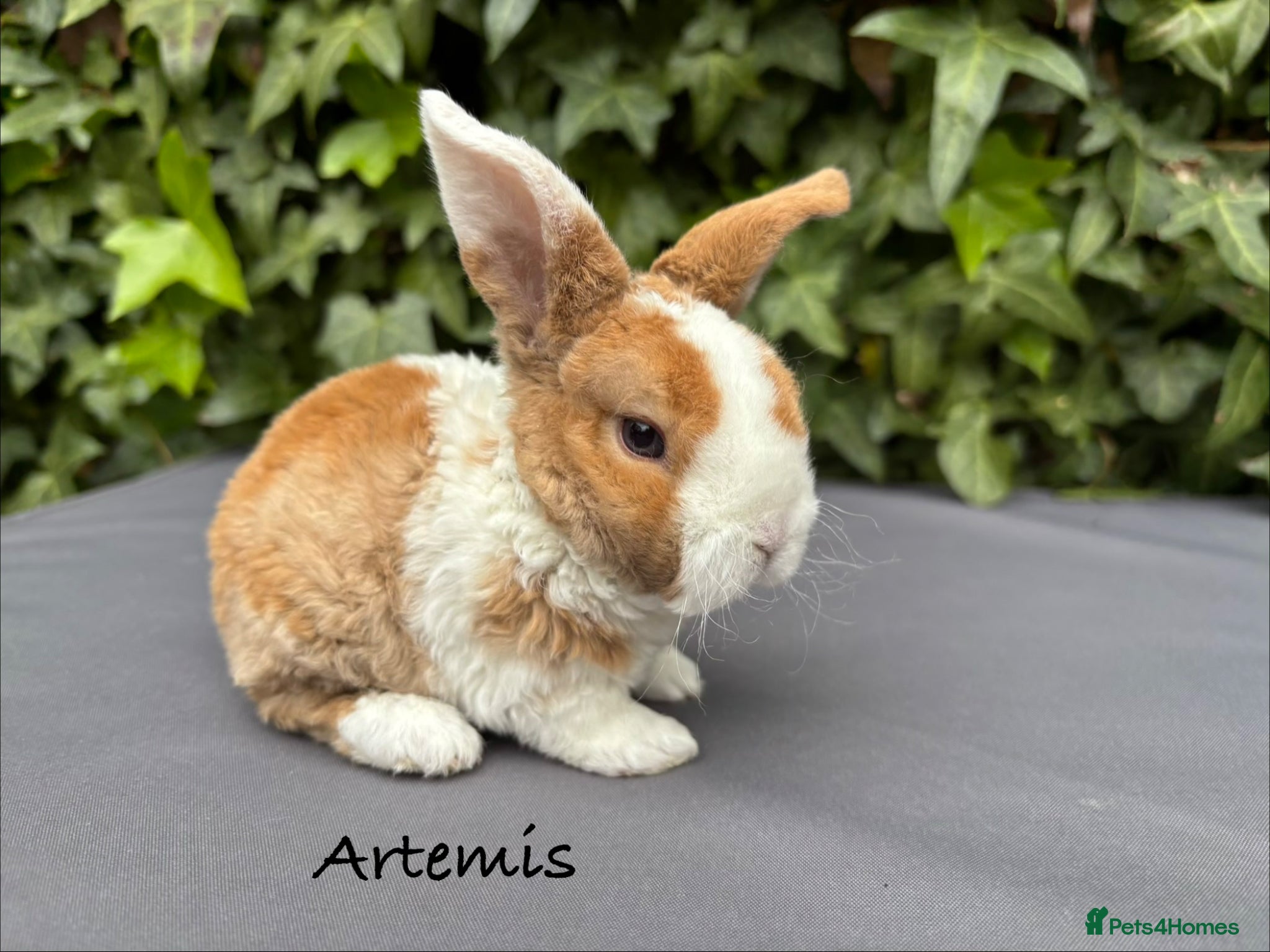 Mini Lop rabbits Pure bred Mini Plush Lops - Advert 18
