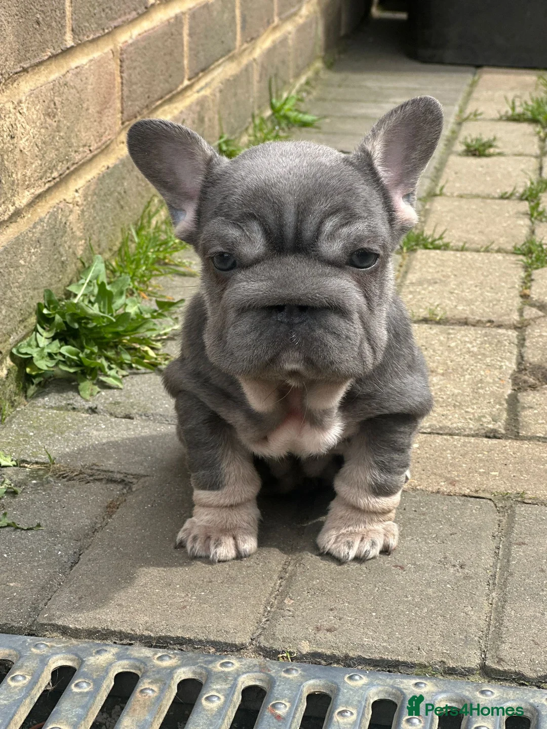 French Bulldog dogs for sale: French bulldog pups  in Luton - Advert 10