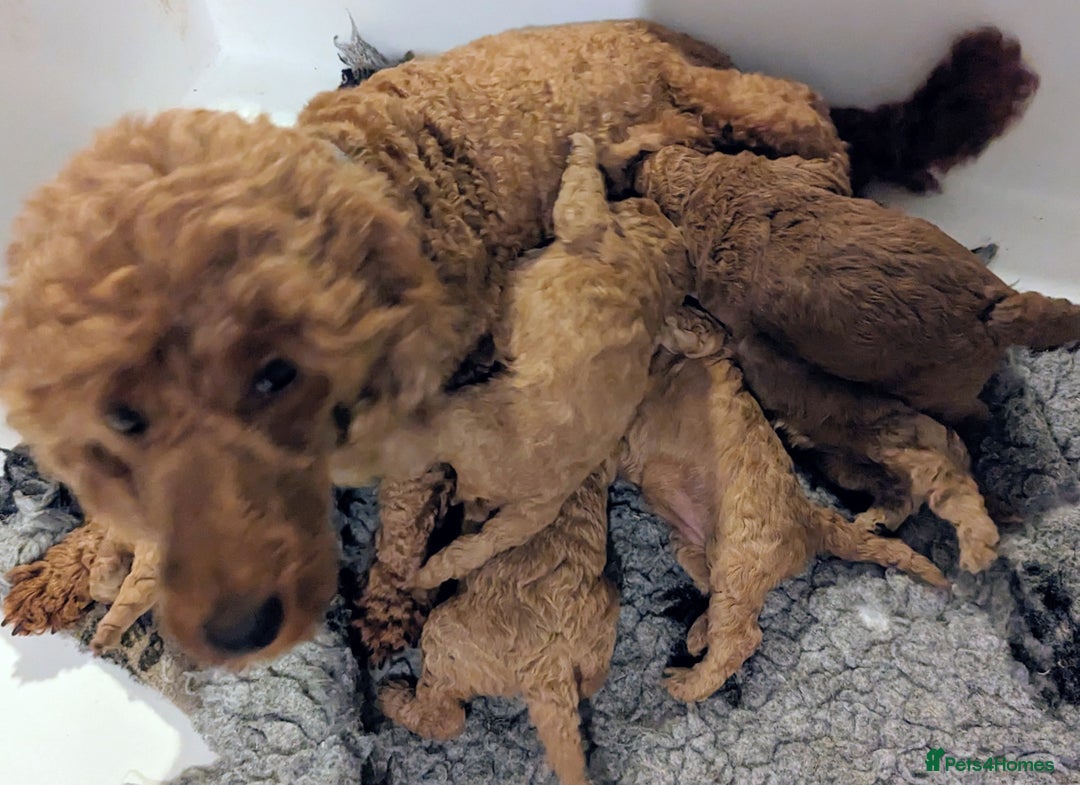 Miniature Poodle dogs for sale: Stunning Health Tested Red Miniature Poodles - Advert 5