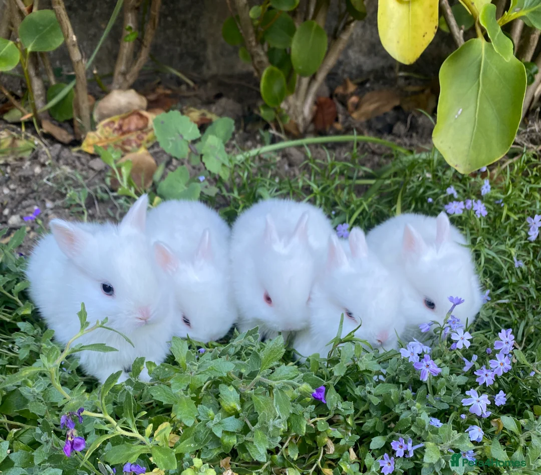 Netherland Dwarf rabbits for sale: Purebred Bunnies Netherland Dwarf - Advert 1