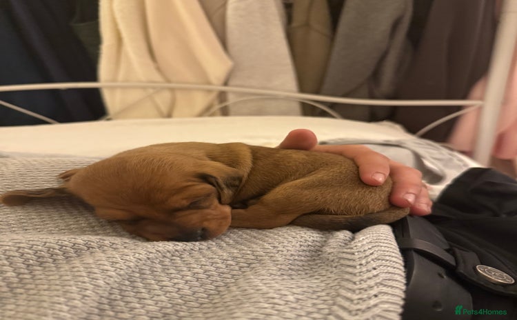 Miniature Dachshund dogs - Advert 1