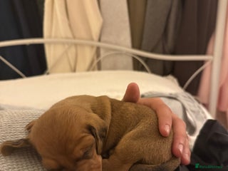 Miniature Dachshund dogs - Advert 2