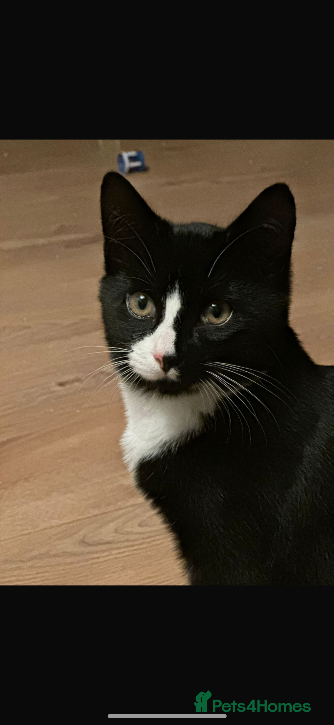 Bombay cats for sale: 2 beautiful boys 🫶🏼 - Advert 6