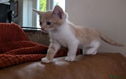 Mixed Breed cats for sale: Rare colouring ~ Available Now  - Image 1