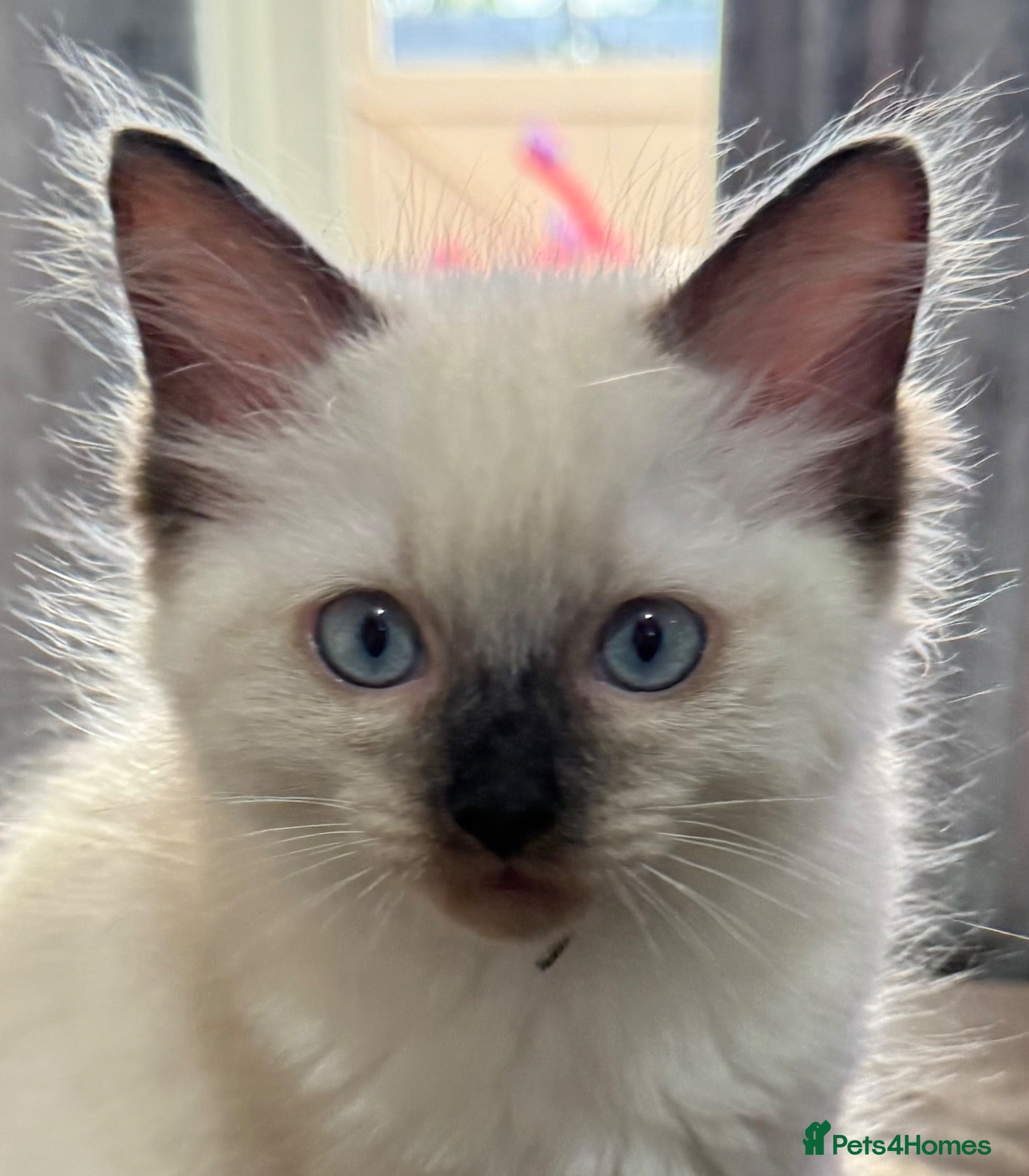 Ragdoll cats Stunning male ragdoll - Advert 1
