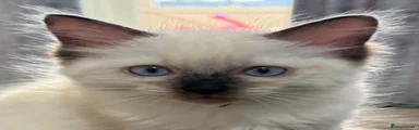 Ragdoll 1