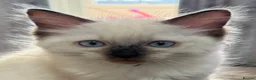 Ragdoll cats for sale: Stunning male ragdoll - Advert 1