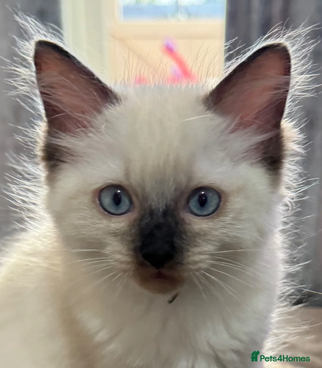 Ragdoll cats for sale: Stunning male ragdoll - Advert 1