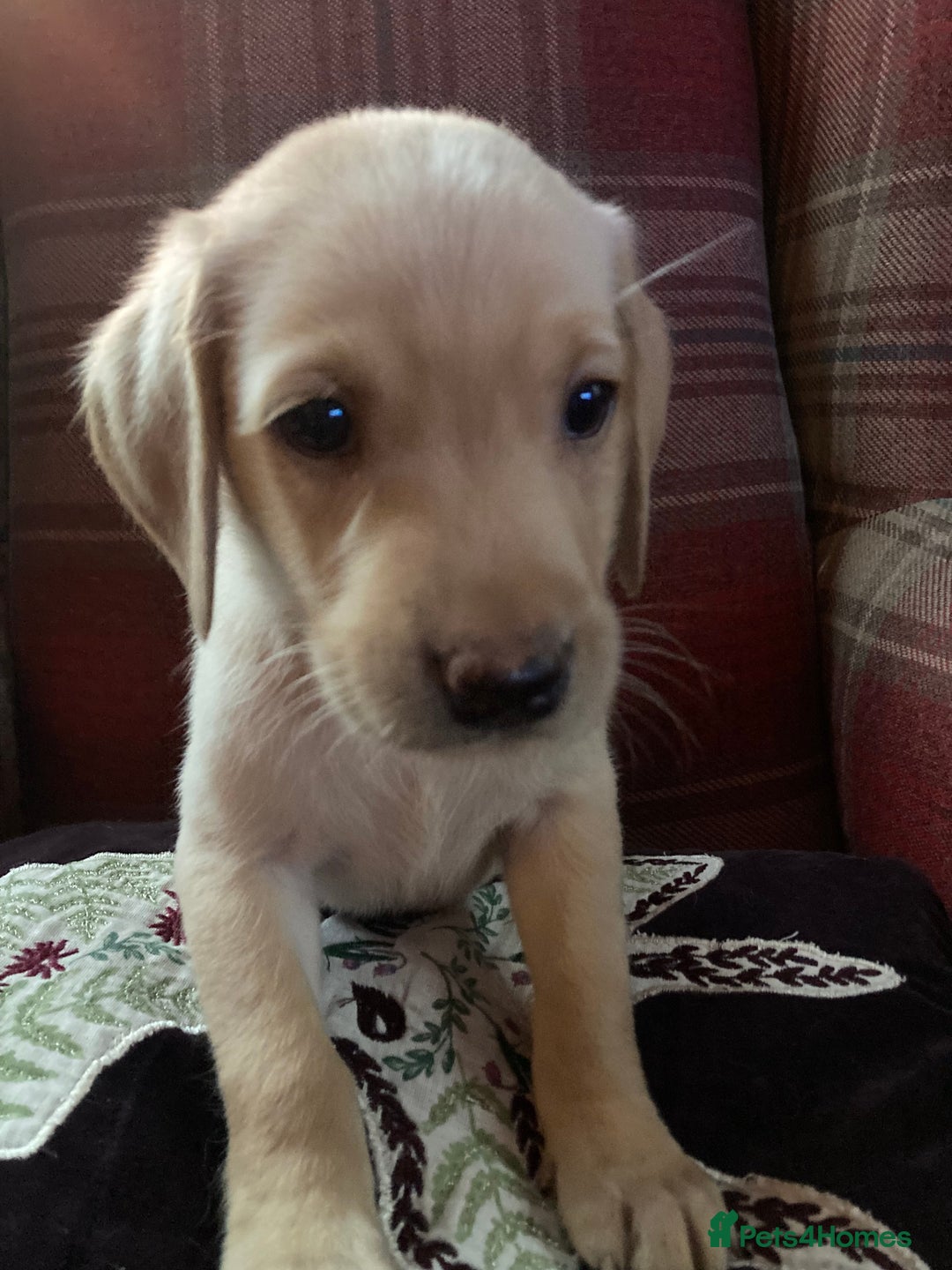 Labrador Retriever dogs for sale: Affectionate and adorable Labrador Puppies - Image 8