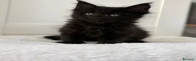 Maine Coon Kitten 1