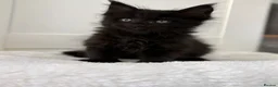 Maine Coon cats for sale: 🐈🐈‍⬛ Russian/European Bloodline Kittens 💕🐱 - Advert 17