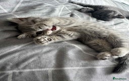 British Shorthair cats for sale: BSH KITTENS  - Image 20