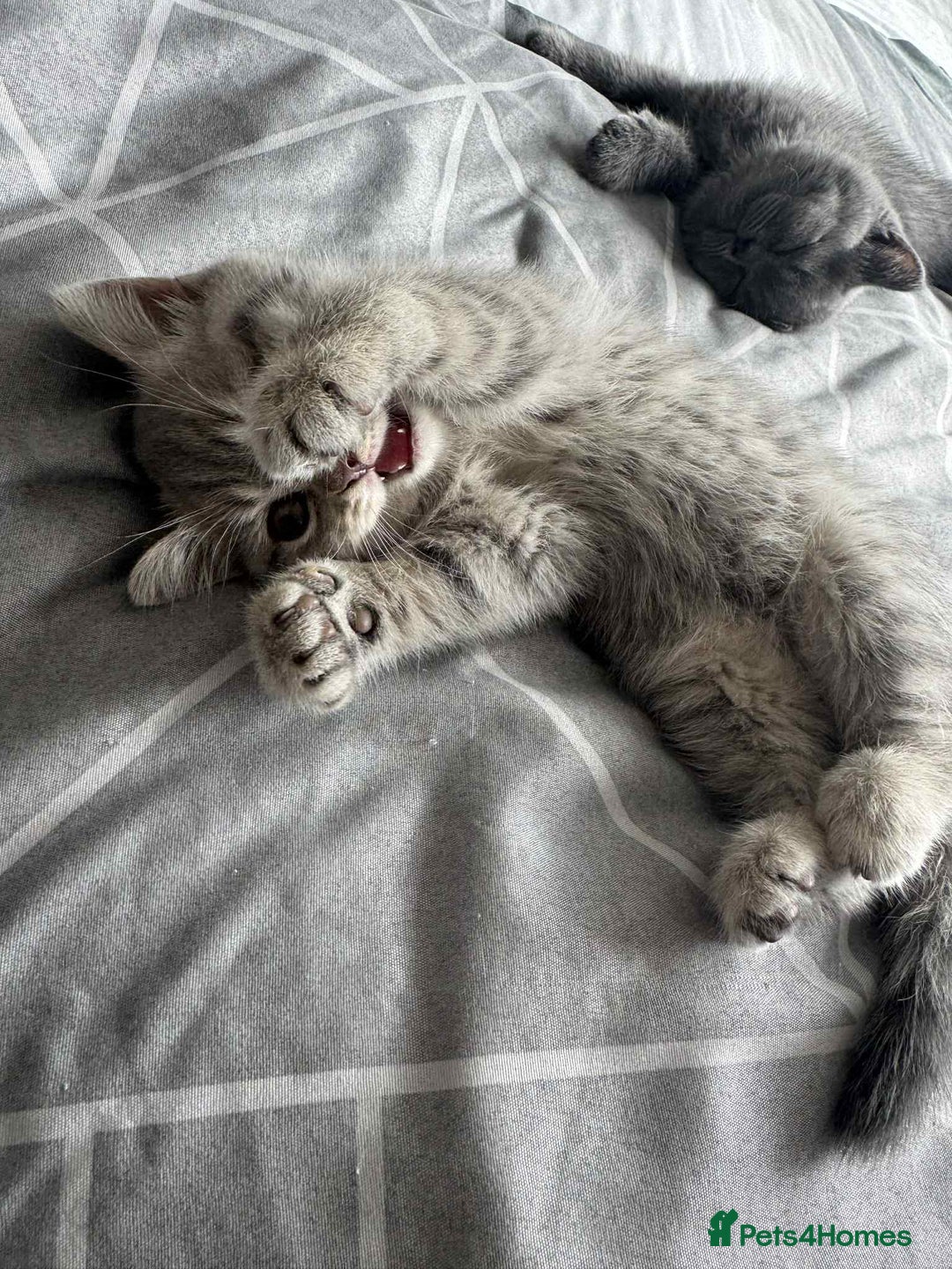 British Shorthair cats for sale: BSH KITTENS  - Image 20