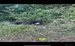 Cane Corso dogs for sale: Cane corso 2 years old for rehoming  - Image 2