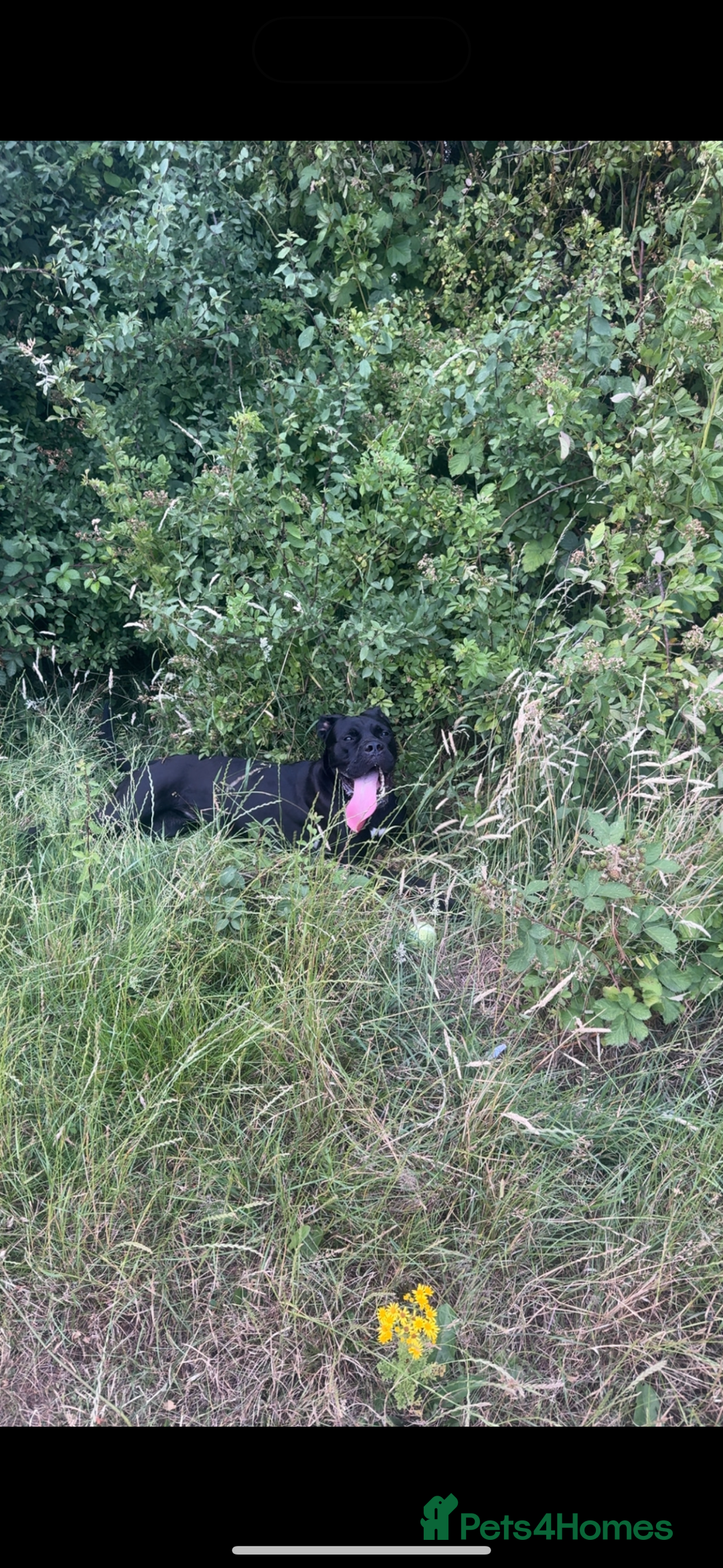 Cane Corso dogs for sale: Cane corso 2 years old for rehoming  - Image 2