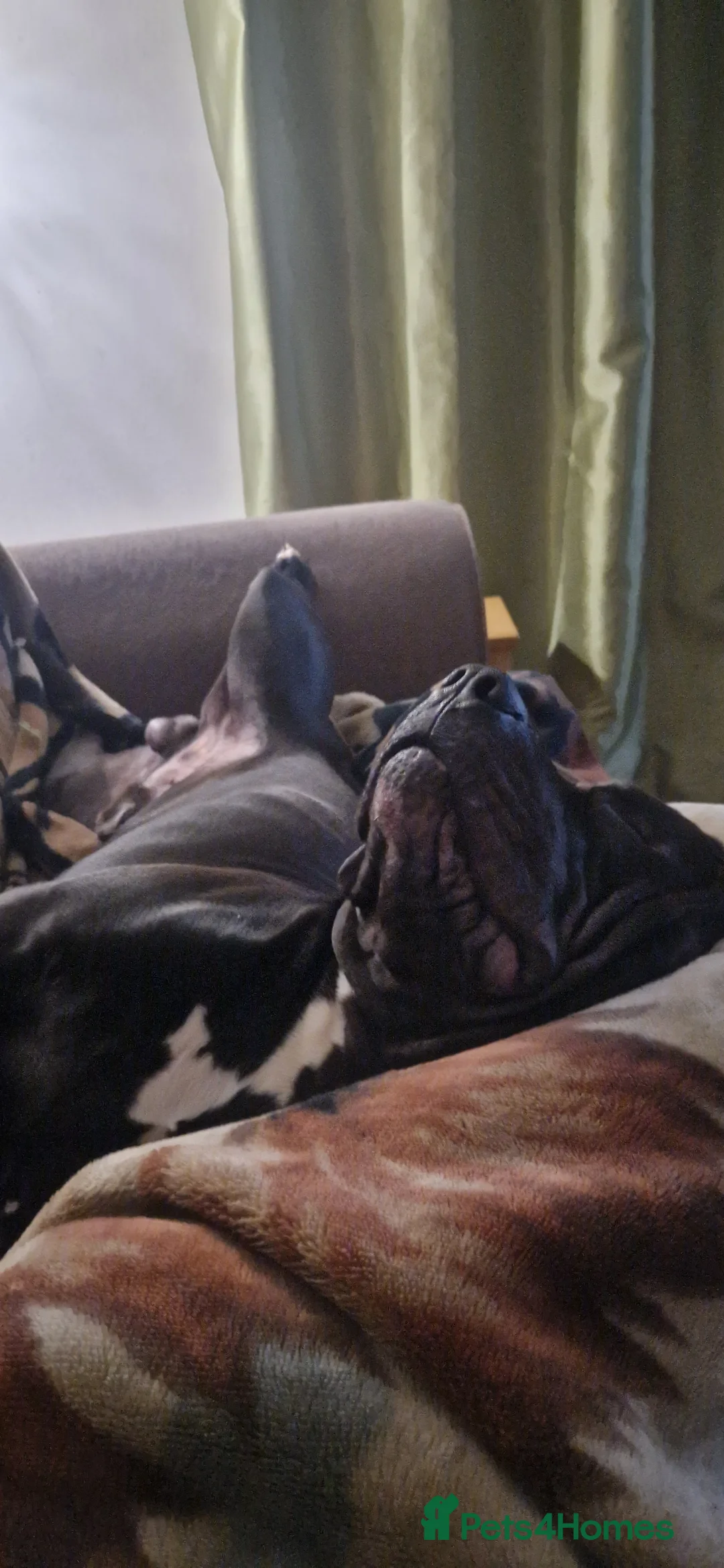 Presa Canario dogs for sale: Presa Canario, 2y3m – Big soft lad, cuddle monster - Advert 9