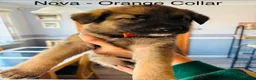 German Shepherd dogs for sale: 10 beautiful pure pedigree KC reg pup!  in Barnstaple - Advert 5