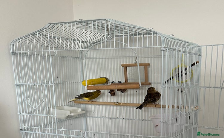 Canaries birds - Advert 5