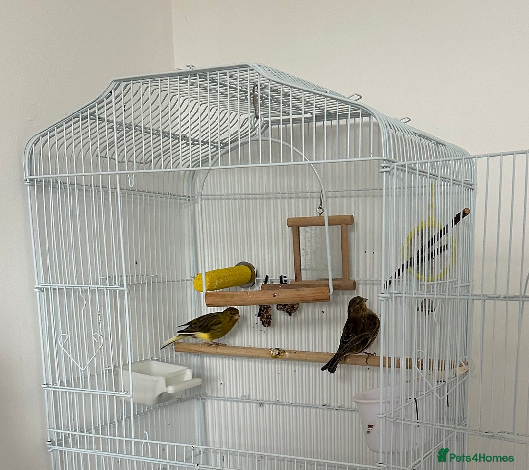Canaries birds for sale: Two canaries with full set up  - Image 1
