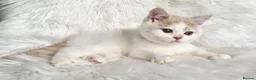 British Shorthair cats for sale: Gorgeous loving purr machines  - Advert 30