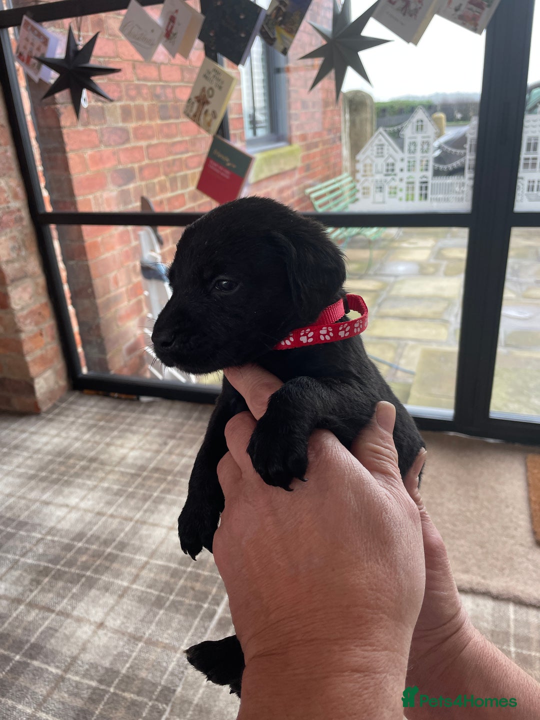 Mixed Breed dogs for sale: Irish Water Spaniel mum and Fox Red Labrador dad - Advert 11