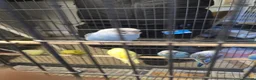 Budgerigars birds for sale: Budgies  - Advert 20