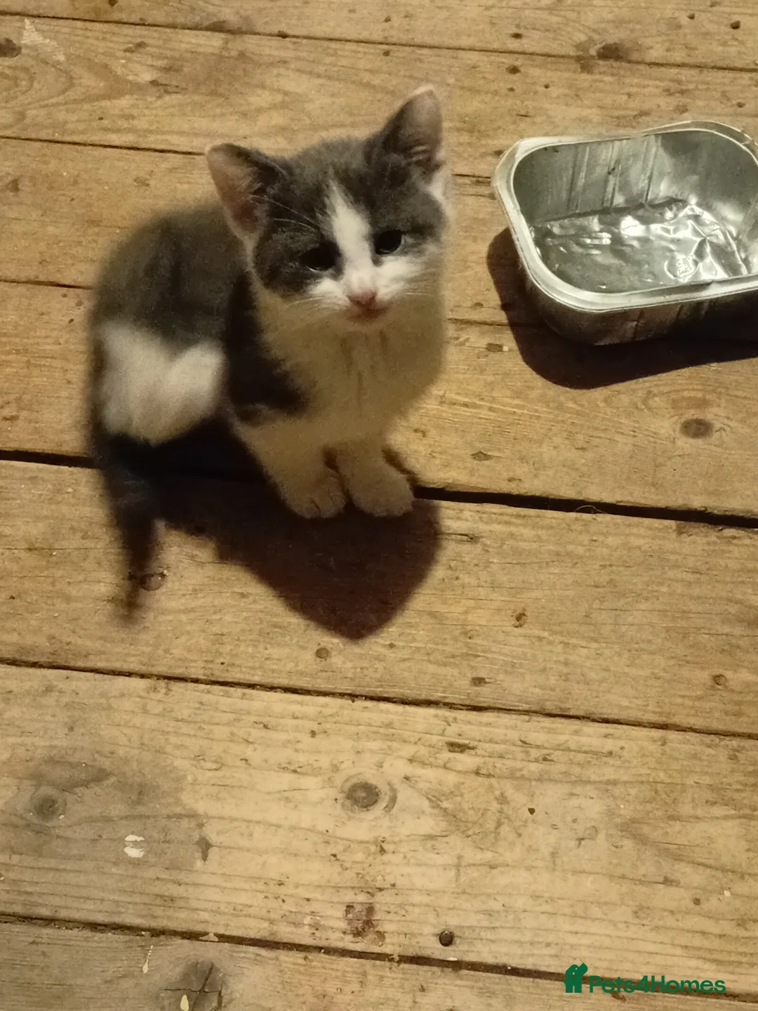 Domestic Shorthair cats for sale: Mixture of cats and kittens - Advert 9