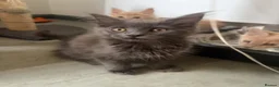 Maine Coon cats for sale: Maine coon kittens - Advert 9