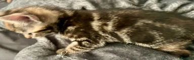Bengal 7