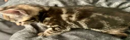 Bengal cats for sale: Bengal X Kittens With Famous Siblings!  - Advert 29