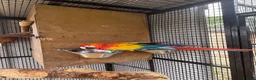 Macaws birds for sale: Scarlet Macaws  in Spalding - Advert 4