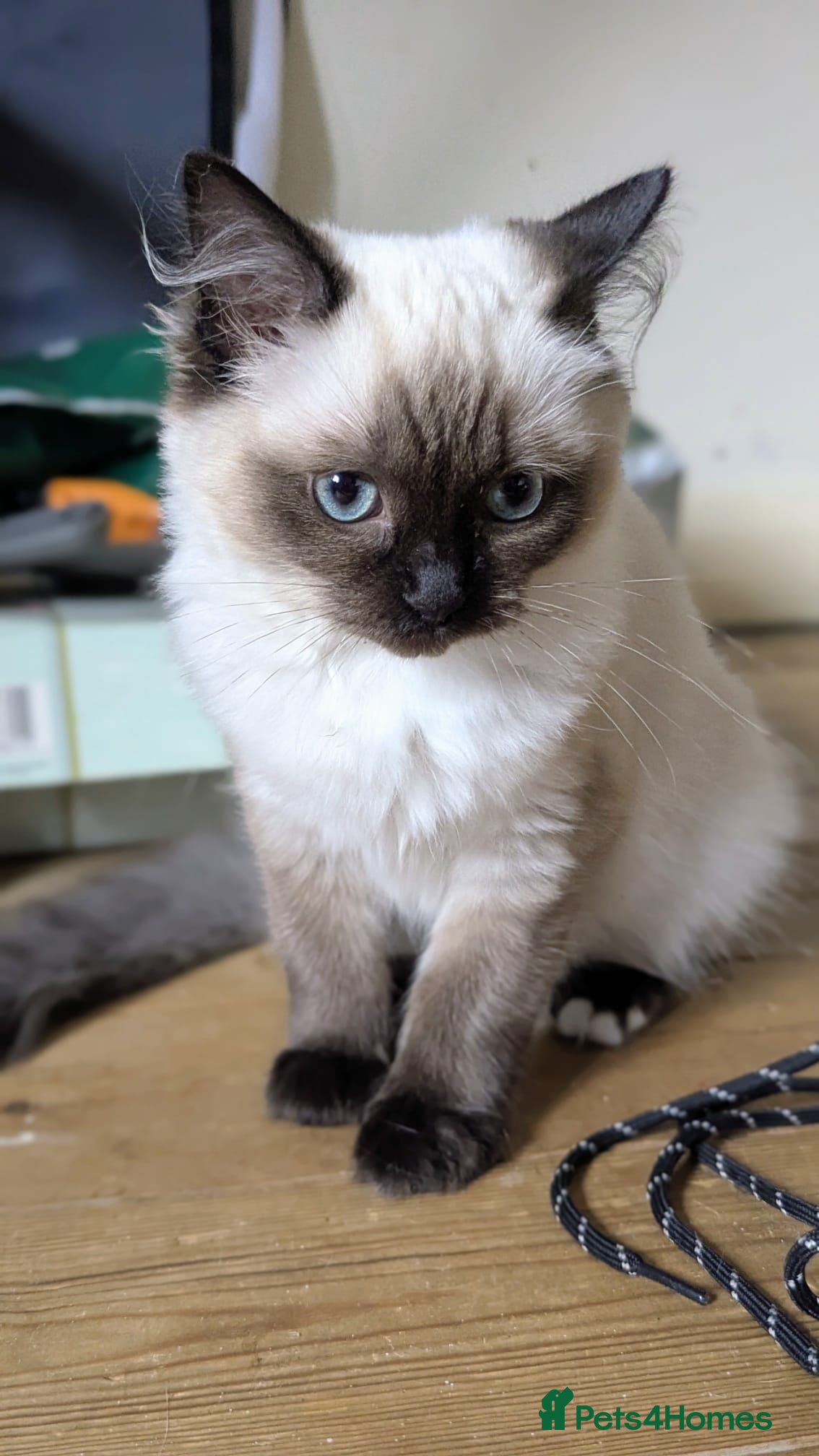 Ragdoll cats 💖💖Stunning seal mitted ragdoll💖💖 - Advert 13