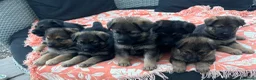 German Shepherd dogs for sale: German shepherd puppies  - Advert 11