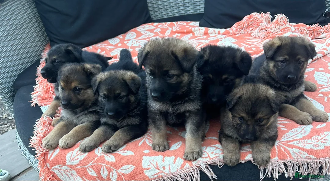 German Shepherd dogs for sale: German shepherd puppies  - Advert 11