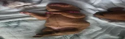 Dogue De Bordeaux dogs for sale: Beautiful chunky litter  - Advert 10