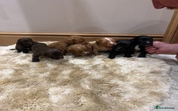 Cocker Spaniel dogs for sale: Pure bred, Cocker spaniels - Image 1
