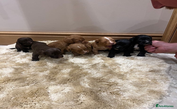 Cocker Spaniel dogs - Advert 15
