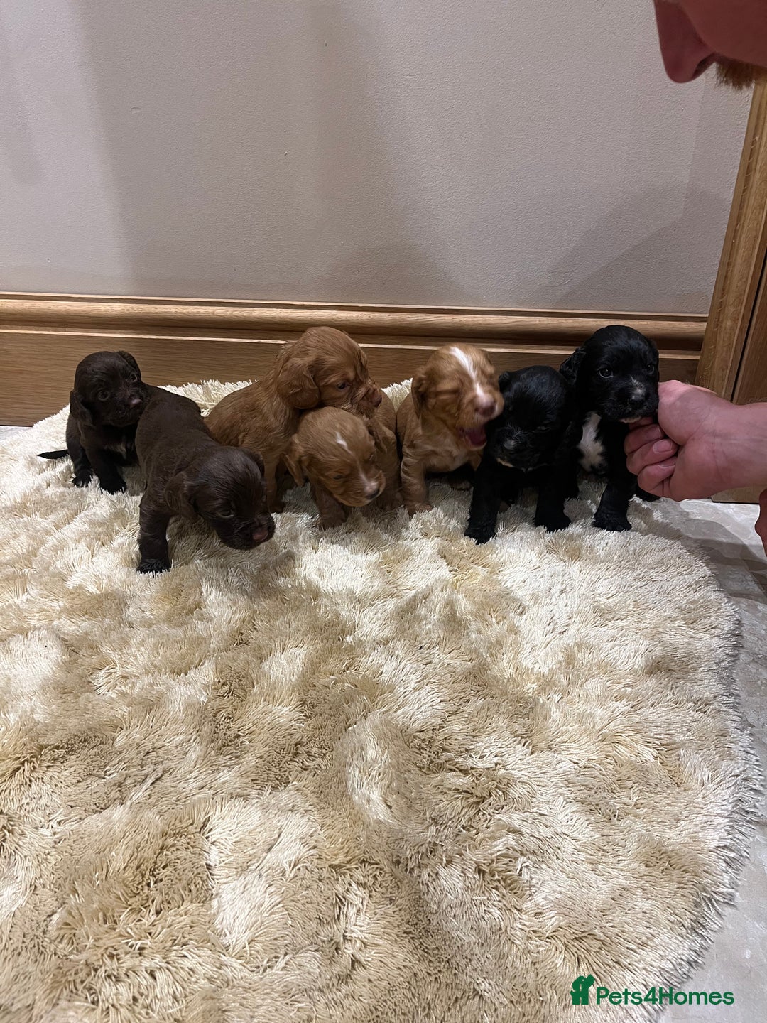 Cocker Spaniel dogs for sale: Pure bred, Cocker spaniels - Image 1