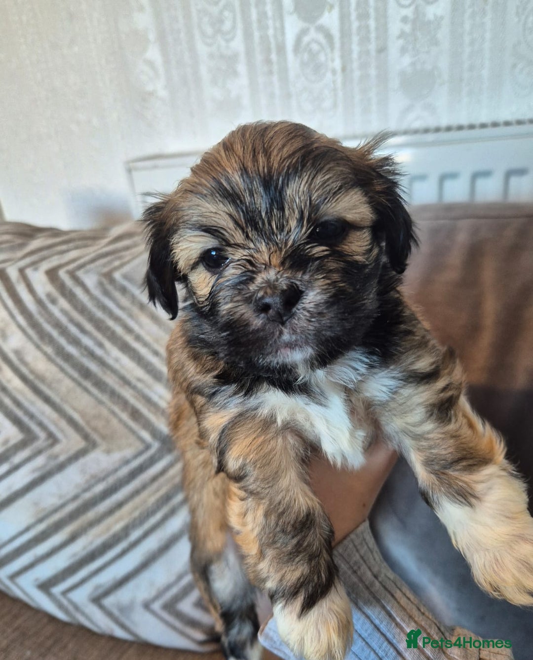 Lhasa Apso dogs for sale: Lhaso Apso Puppies  - Image 11