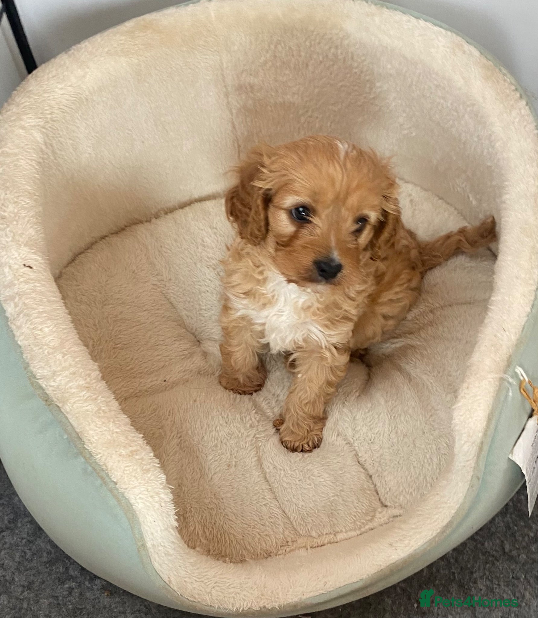Mixed Breed dogs Cavapoo boy puppy available now  - Advert 1