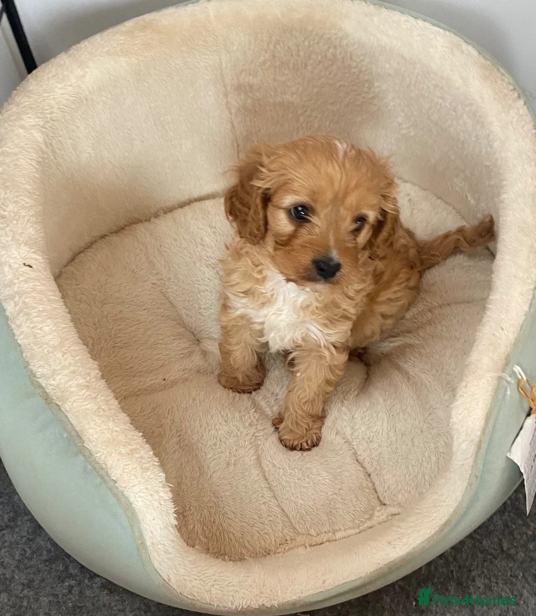 Mixed Breed dogs for sale: Cavapoo boy puppy available now  - Advert 1