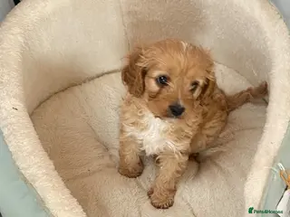 Mixed Breed dogs Cavapoo boy puppy available now - Advert 1