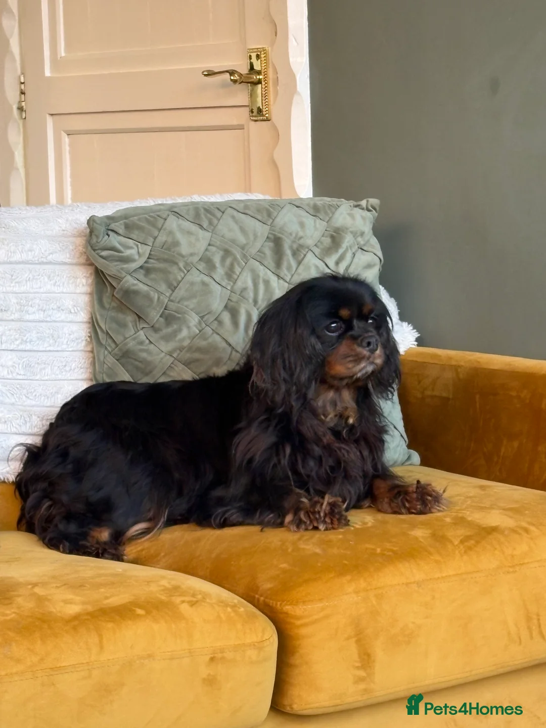 Cavalier King Charles Spaniel dogs for sale: Mabel looking for new home  - Advert 1