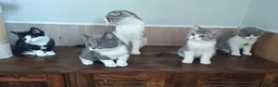 Scottish Fold cats for sale: Beautiful kittens - Advert 32