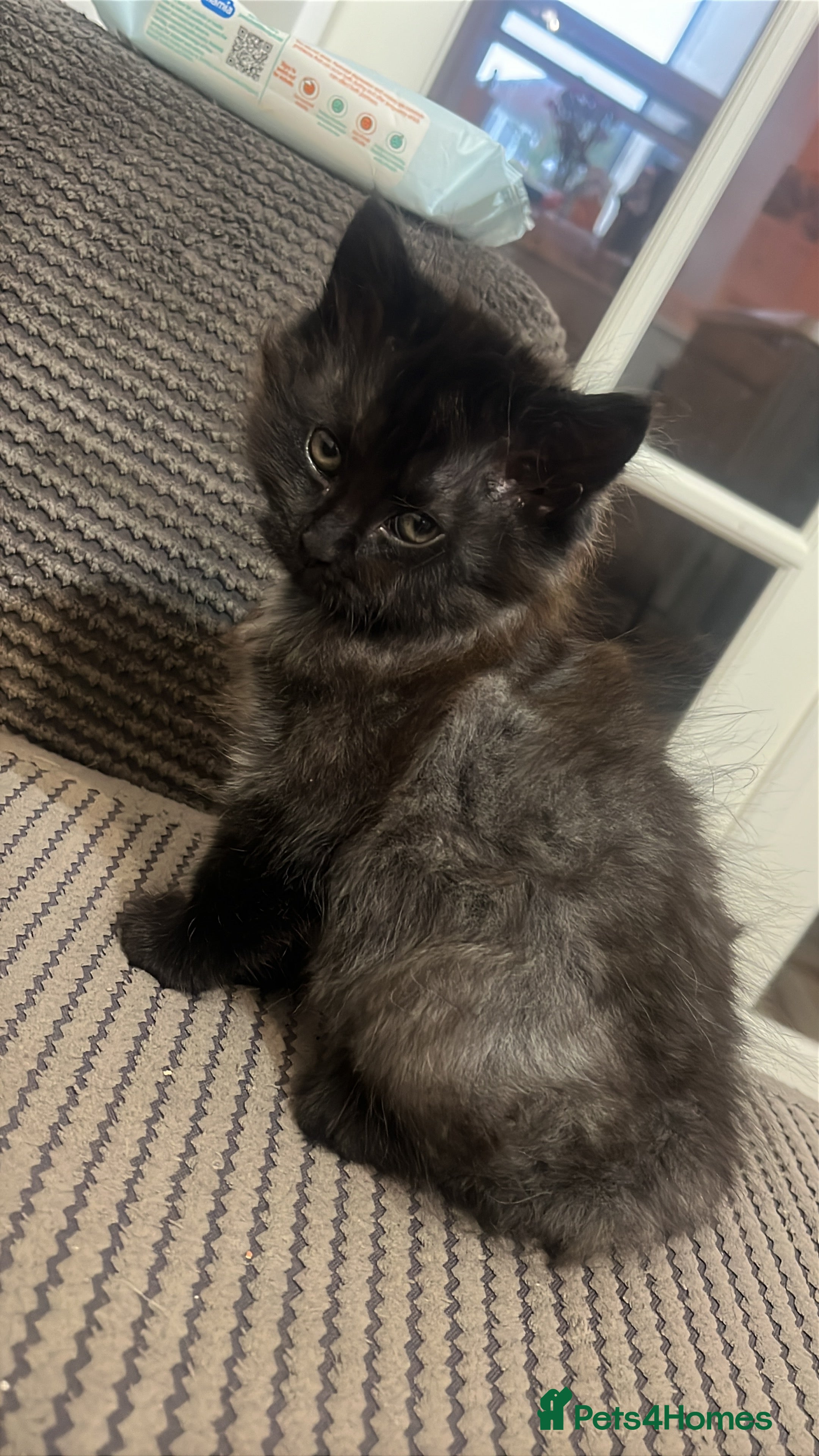 Mixed Breed Kitten 1