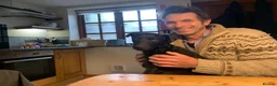 Mixed Breed dogs for adoption: 💙🐶 JAKE -LOVING 2 yo PATTERDALE CROSS BOY in Telford - Advert 5